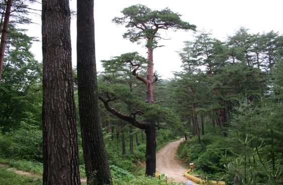 오백년소나무.