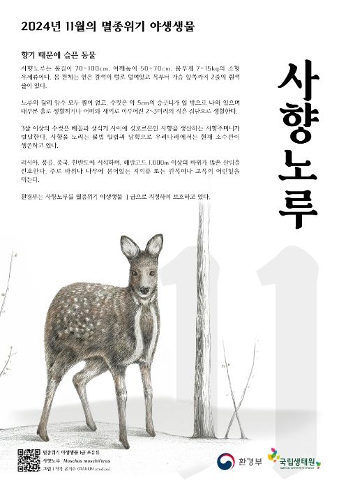 환경부, 11월의 멸종위기 야생생물로 ‘사향노루’ 선정