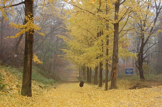 강화성 북문의 가을