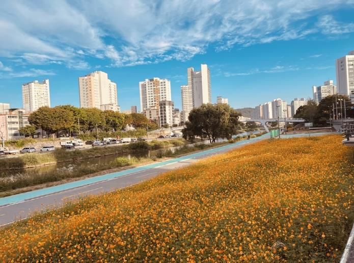 중랑천 황화 코스모스 꽃길