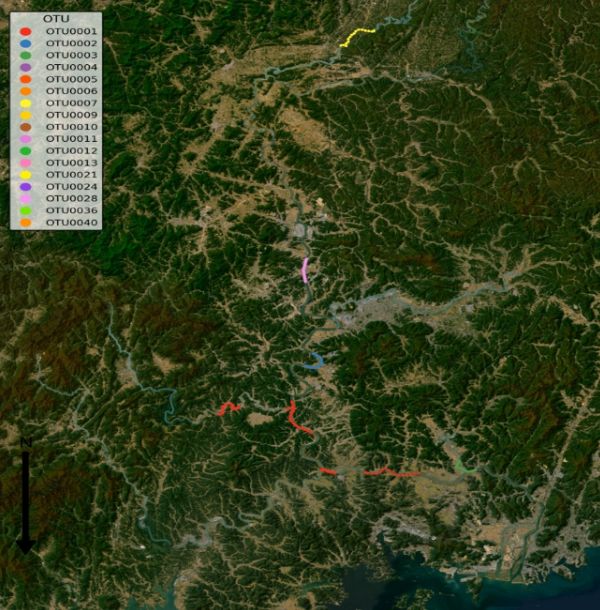 낙동강수계 유전형 분포